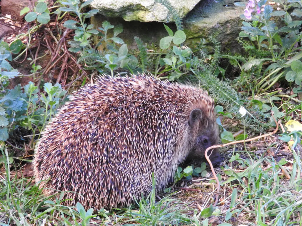Igel