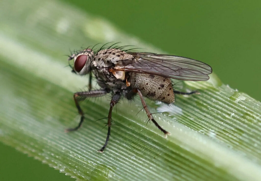 Schmeissfliege