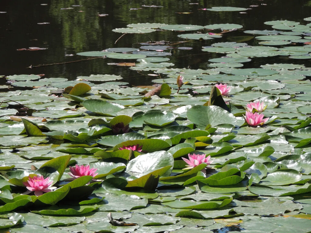 Rosa Seerosen auf dem Teich im Sommer 1
