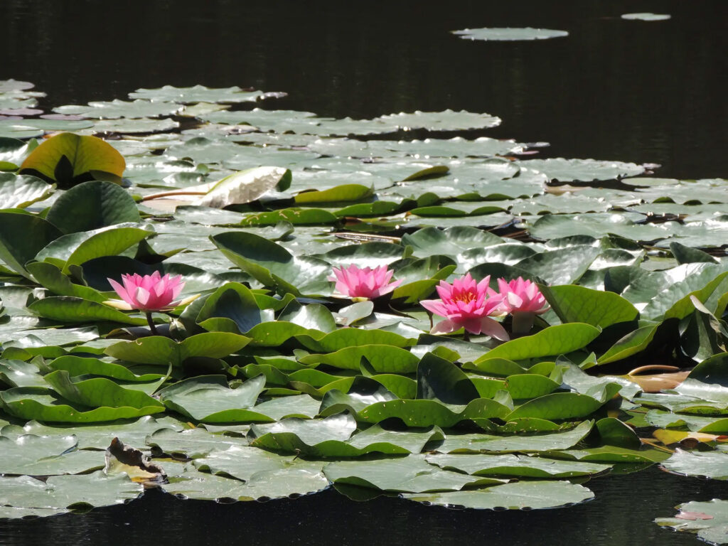 Rosa Seerosen auf dem Teich im Sommer 2