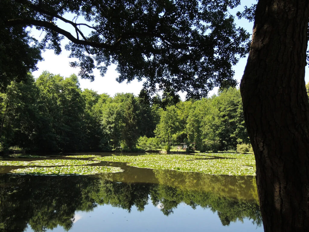 Wald, großer Teich und viele Seerosen