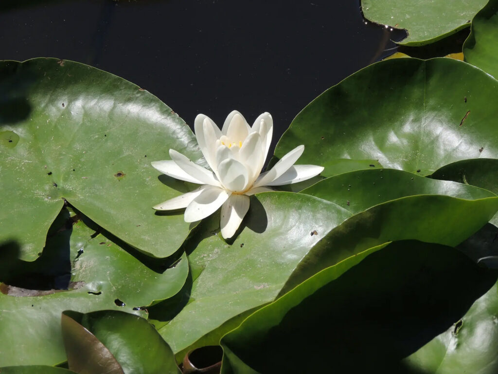 Große weiße Seerose mit grünen Blättern