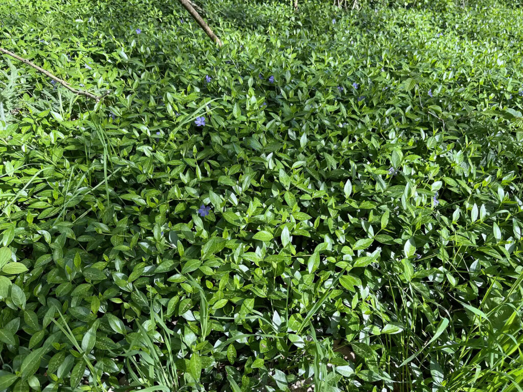 Kleines Immergrün (Vinca minor)