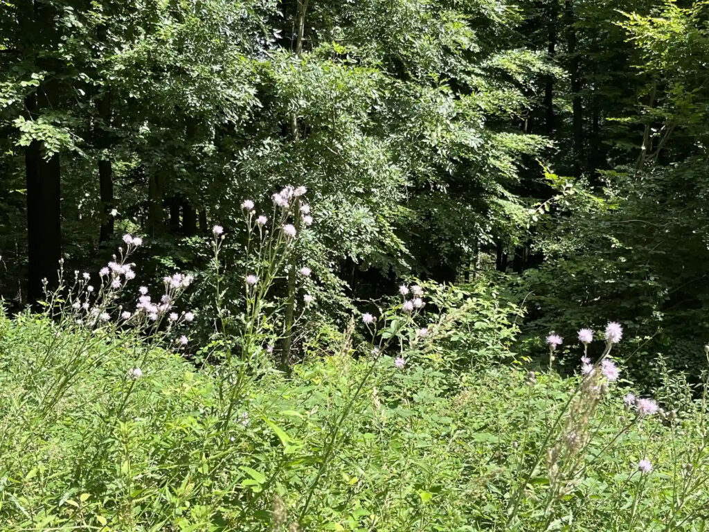 Acker-Kratzdiestel (Cirsium avense)