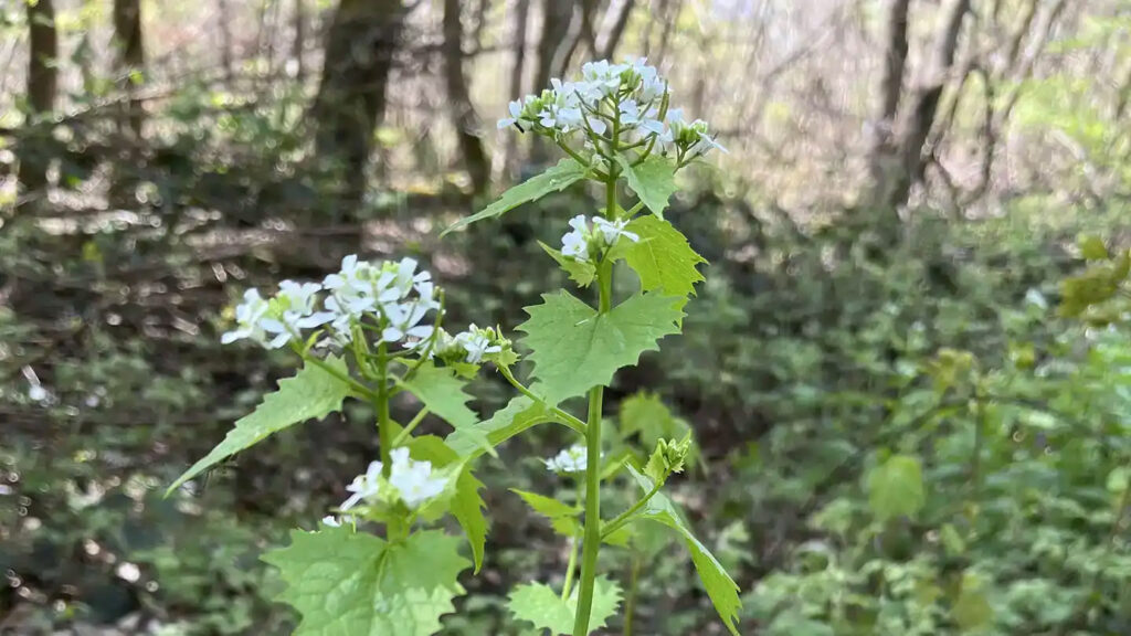 Knoblauchsrauke (Alliaria petiolata)