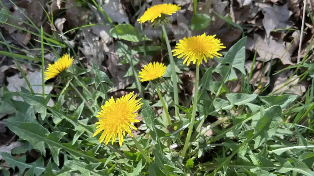 Löwenzahn (Taraxacum)