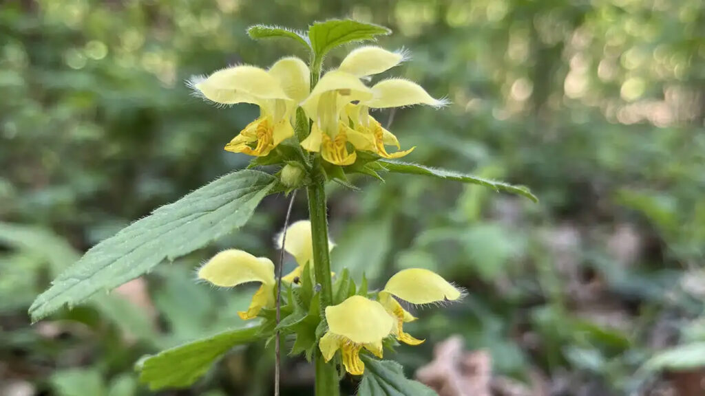 Echte Goldnessel (Galeobdolon luteum agg.)