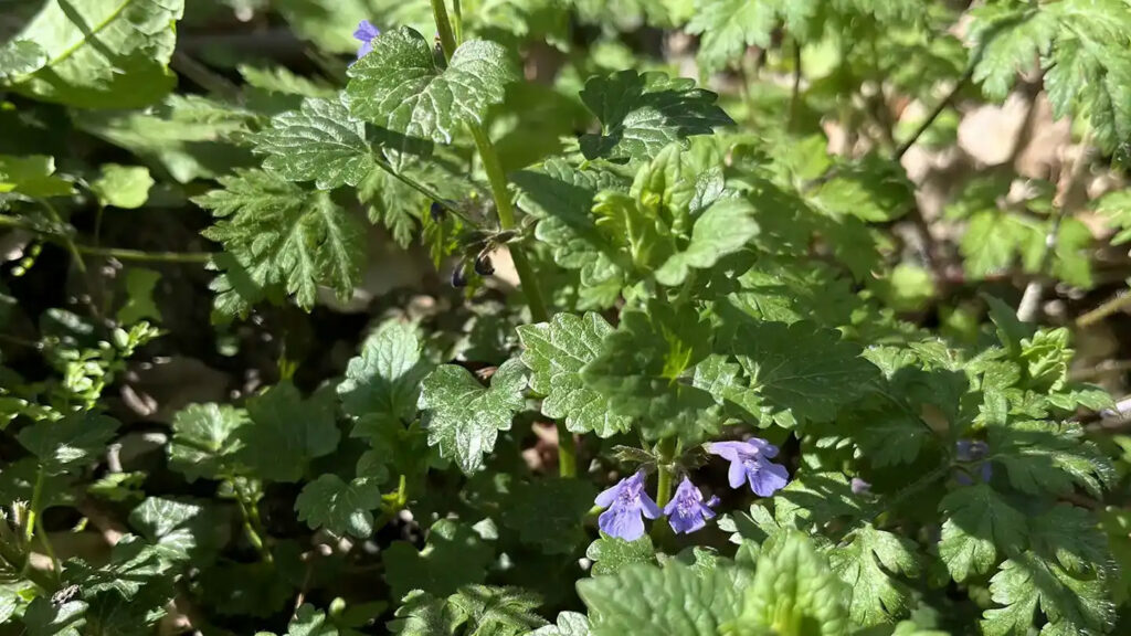 Gundermann (Glechoma hederacea agg.)