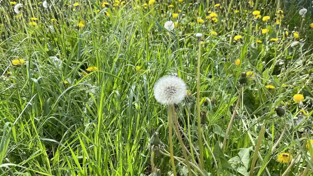 Löwenzahn (Taraxacum)