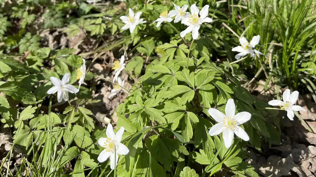 Busch-Windröschen (Anemone nemorosa)
