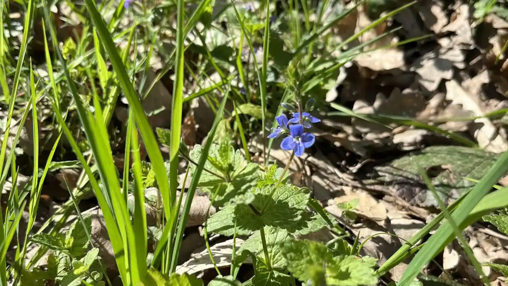 Gamander-Ehrenpreis (Veronica chamaedrys agg.)